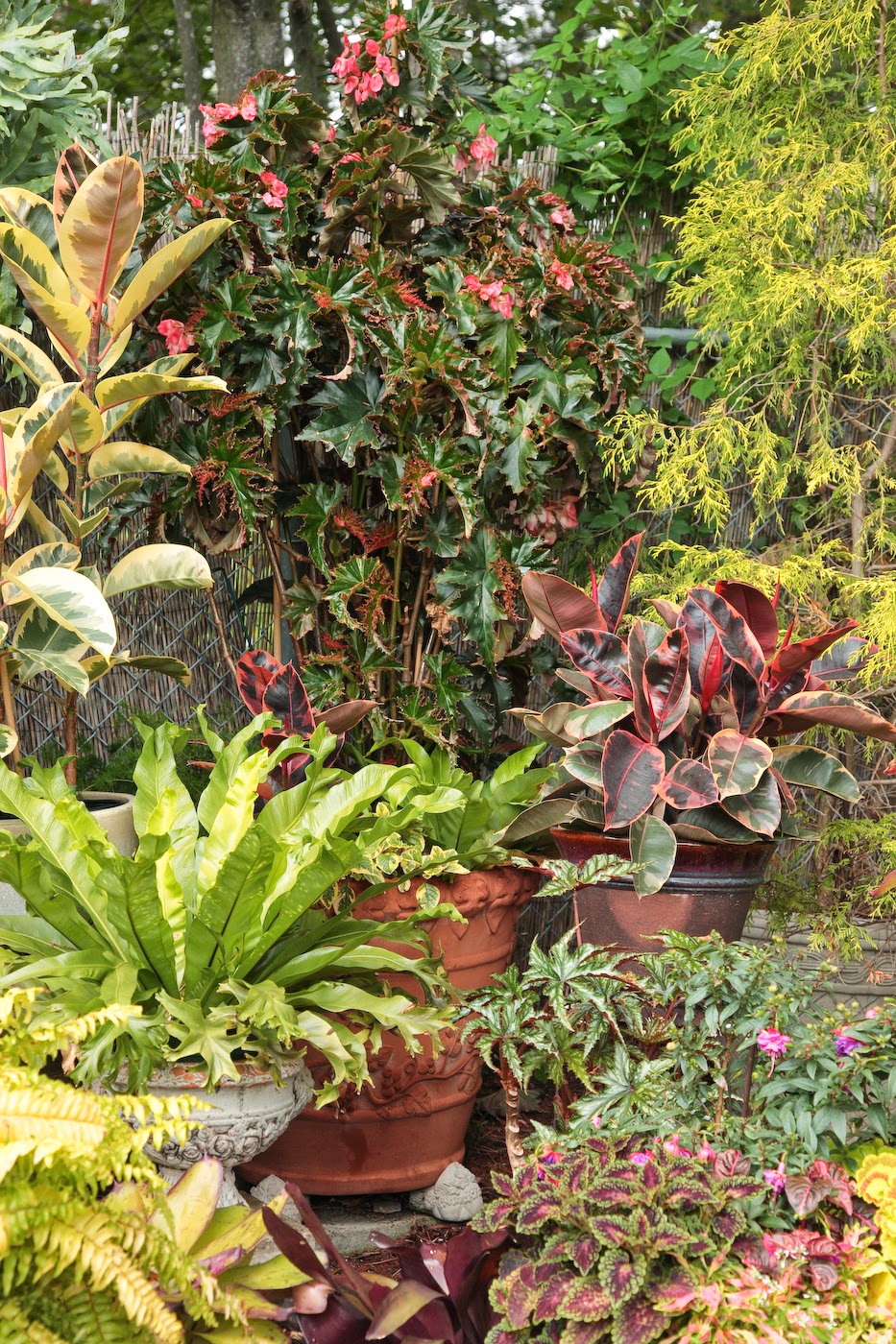 Spirea Anthony Waterer Flower Seedlings Plants Plant Seedlings