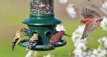 wild birds unlimited loud birds in the morning wild birds unlimited loud birds in the morning