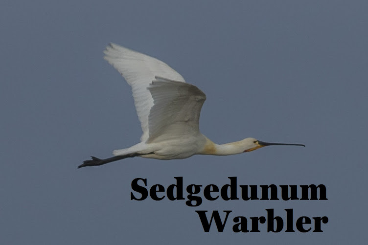 Sedgedunum Warbler