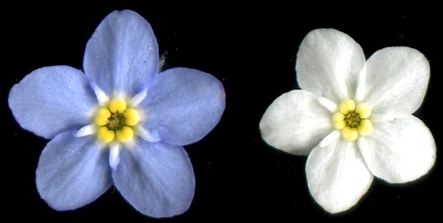 Forget-me-not Myosotis Sylvatica Photograph by Natural History