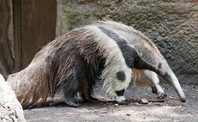 Giant anteater legs look like pandas, nature's optical illusions, giant anteater legs
