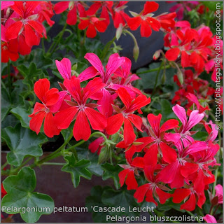 Pelargonium peltatum 'Cascade Leucht' - Pelargonia bluszczolistna 'Cascade Leucht' 