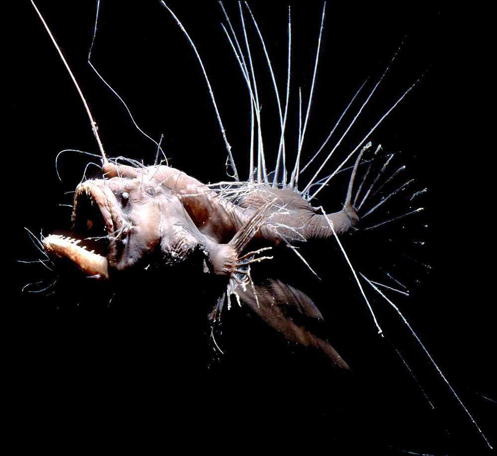 anal ride ladyboy gif deep sea hairy angler fish