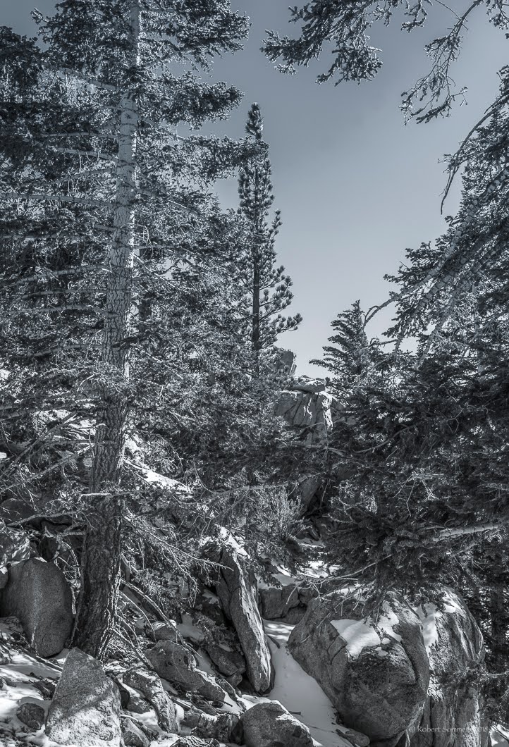 Blue Heron Blast Bitter water