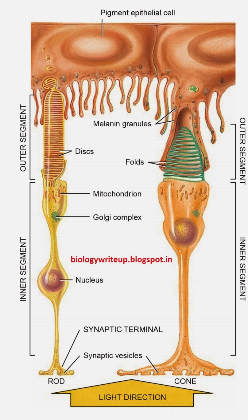 BIOLOGY WRITEUP BIOLOGY ARTICLES PHYSIOLOGY OF VISION Arrangements