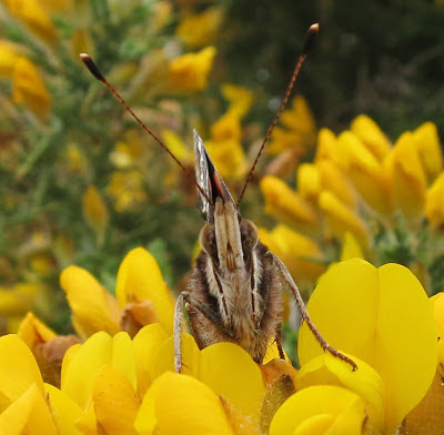 Red Admiral Butterfuly (Vanessa atalanta) on gorse flowers May 13th 2013 - Full face view showing curled and withdrawn proboscis.