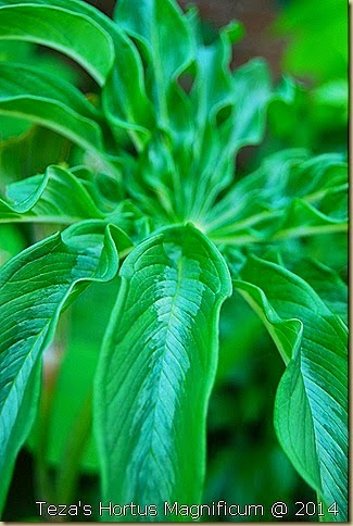 Arisaema consanguineum 'Perfect Wave'