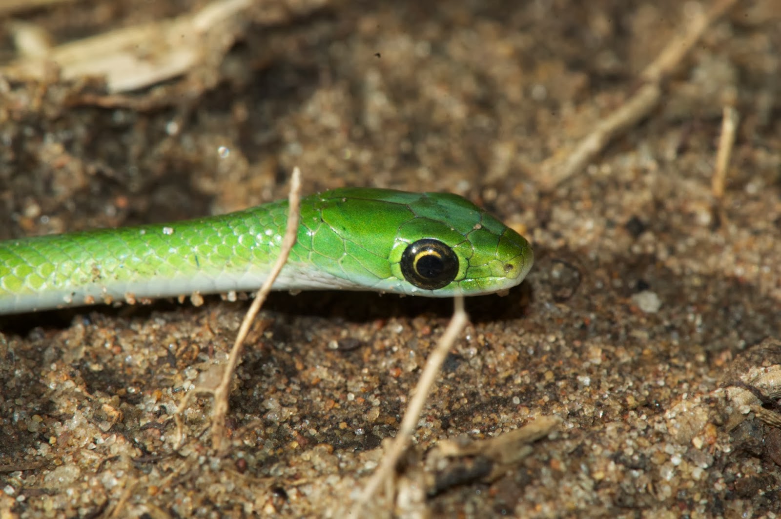 I Speak For The Fleas. Philothamnus natalensis ( Natal green snake) at school this week