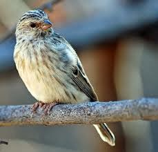 Jenis Burung Import
