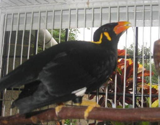 Daftar Harga Burung Beo Medan Pintar Ngomong Terbaru 2016 Andi