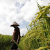 LHQ ca ngợi Việt Nam về các chính sách nông nghiệp chống nạn đói