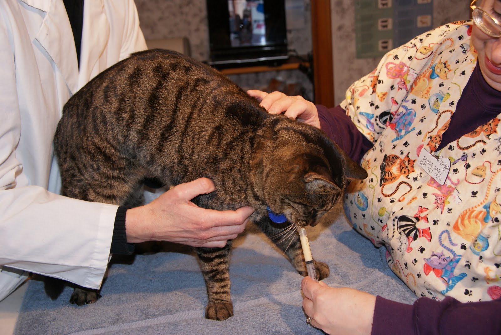 Know Your Pet feline friendly vet exams