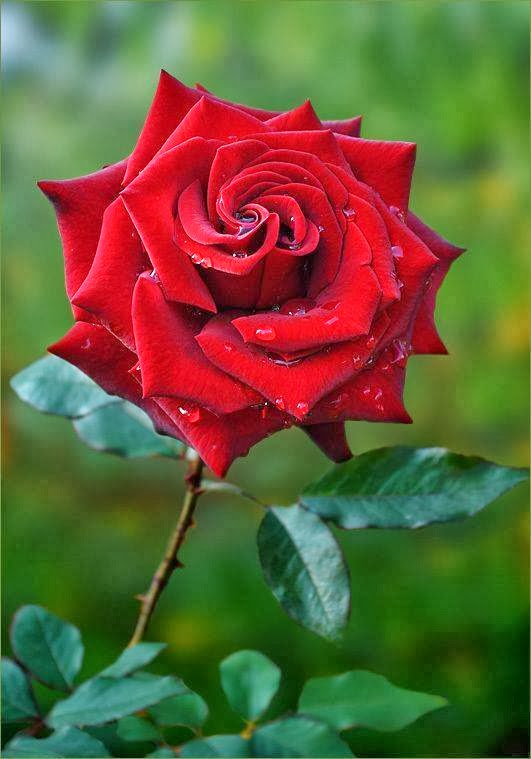 BEAUTIFUL RARE ROSES