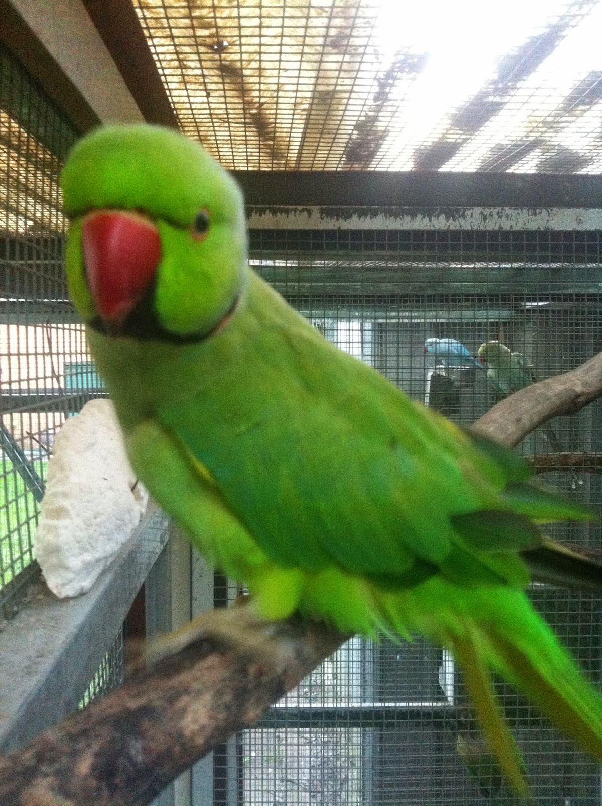 Indian Ringneck Parrot