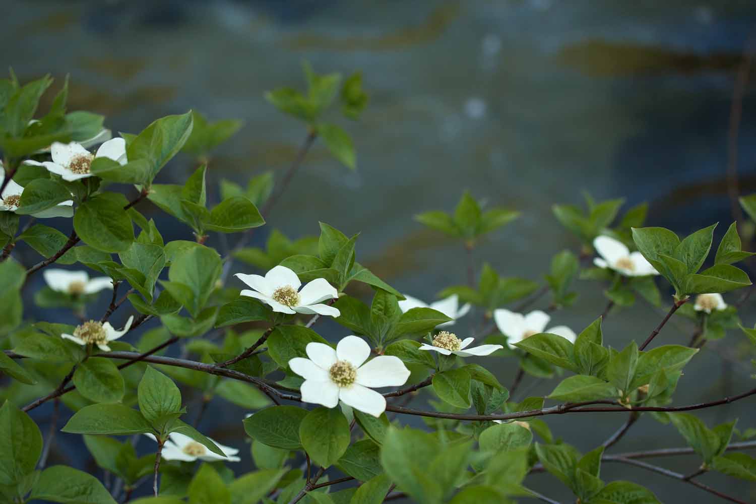 Around California Dogwood