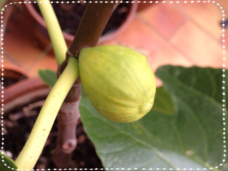 I'm an Outlaw, Not a Hero Fig drop.