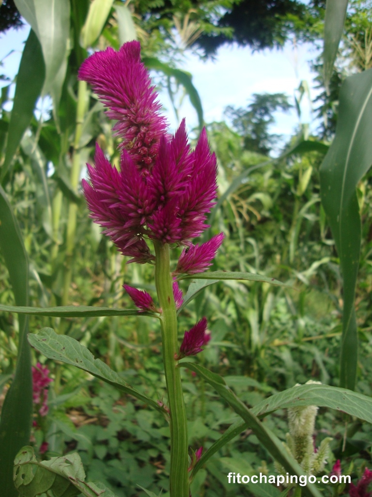 Flor De Mano De Leon O De Terciopelo Celosia Cristata Fitochapingo