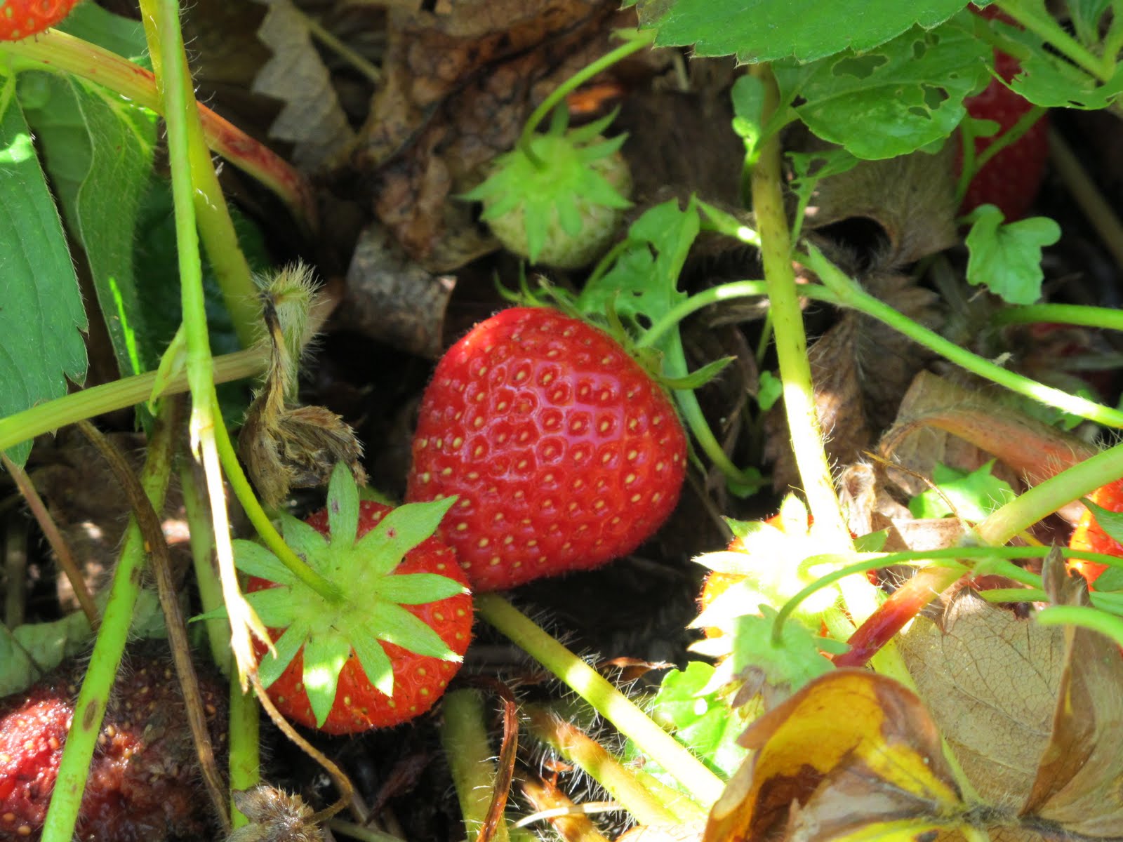 Culinary Types The Berry Patch at Restoration Farm A Field of