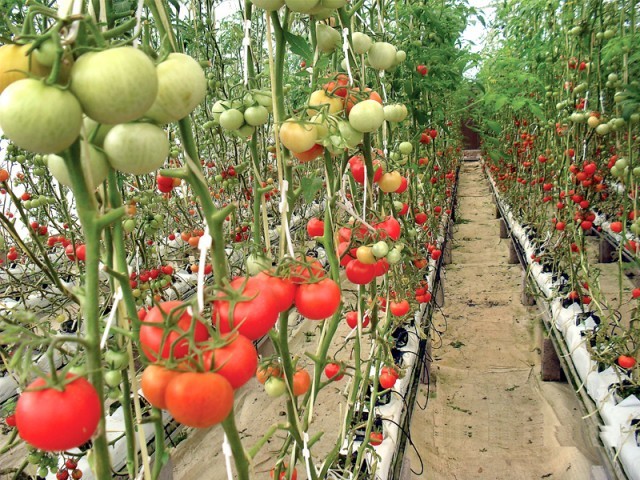 ... extraordinary profits of hydroponic vegetable farming | Agriculture