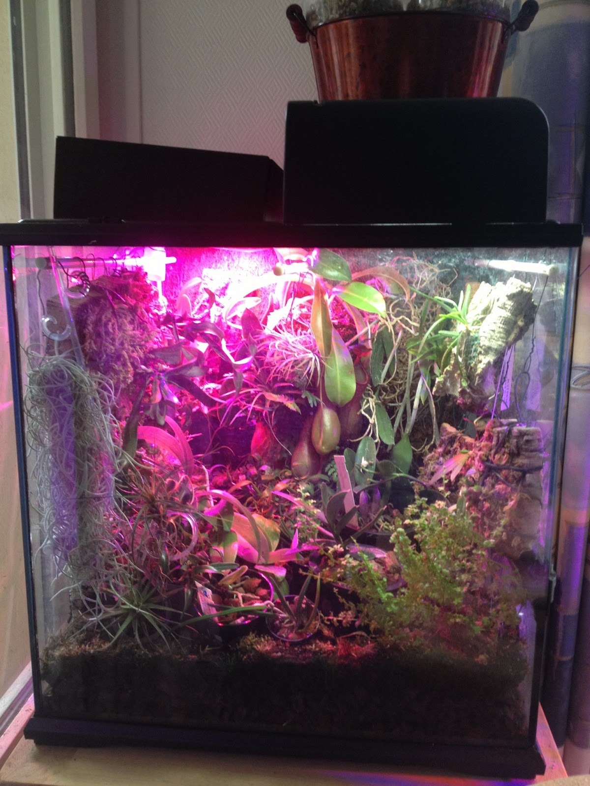 Orchidées Ma culture Orchidarium