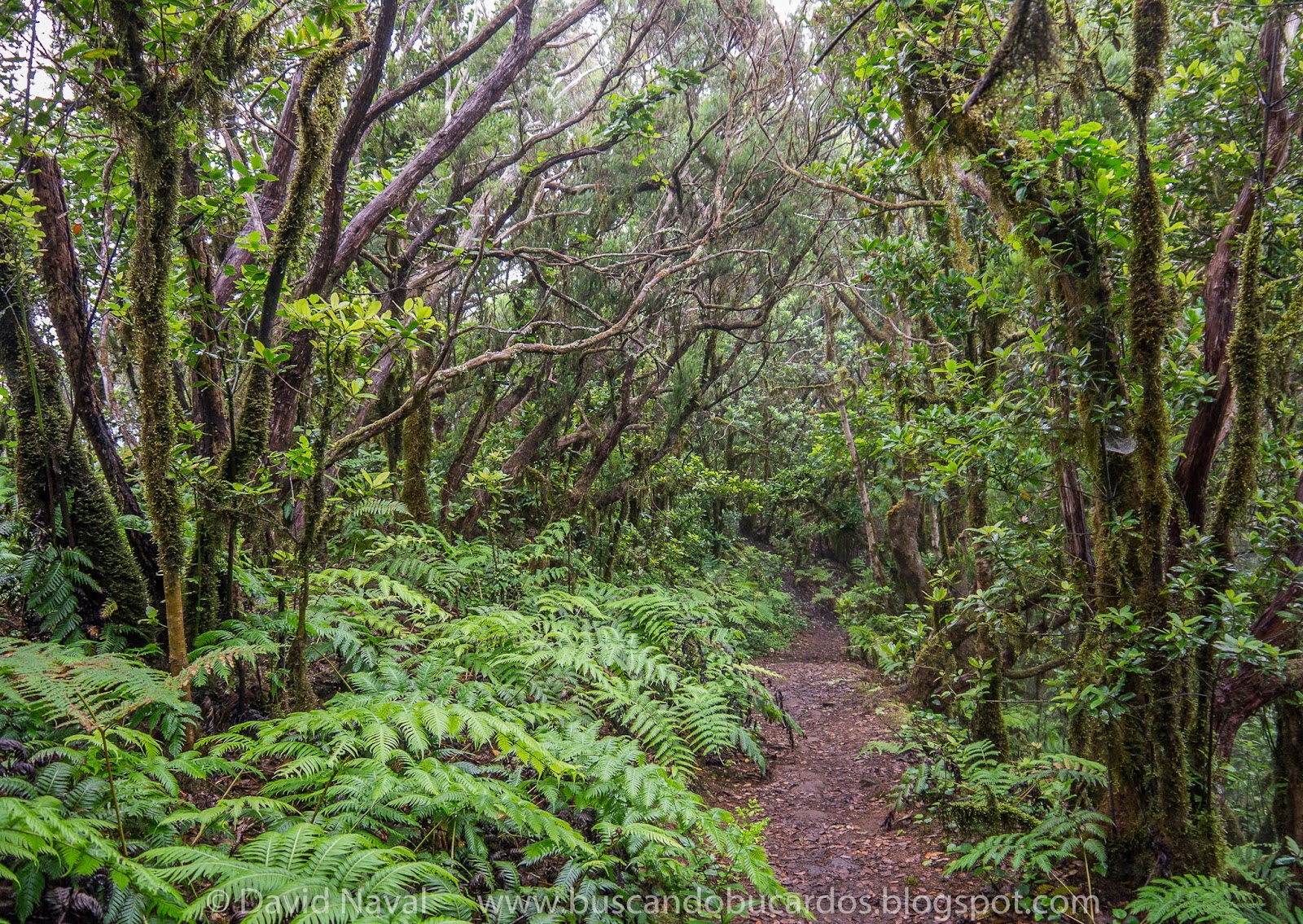 TENERIFE Bosque Encantado de Pijaral Rutas por el Pirineo
