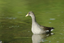 Fauna Bacia Taquari-Antas - Fonte: Aepan-ONG - Série: Aves