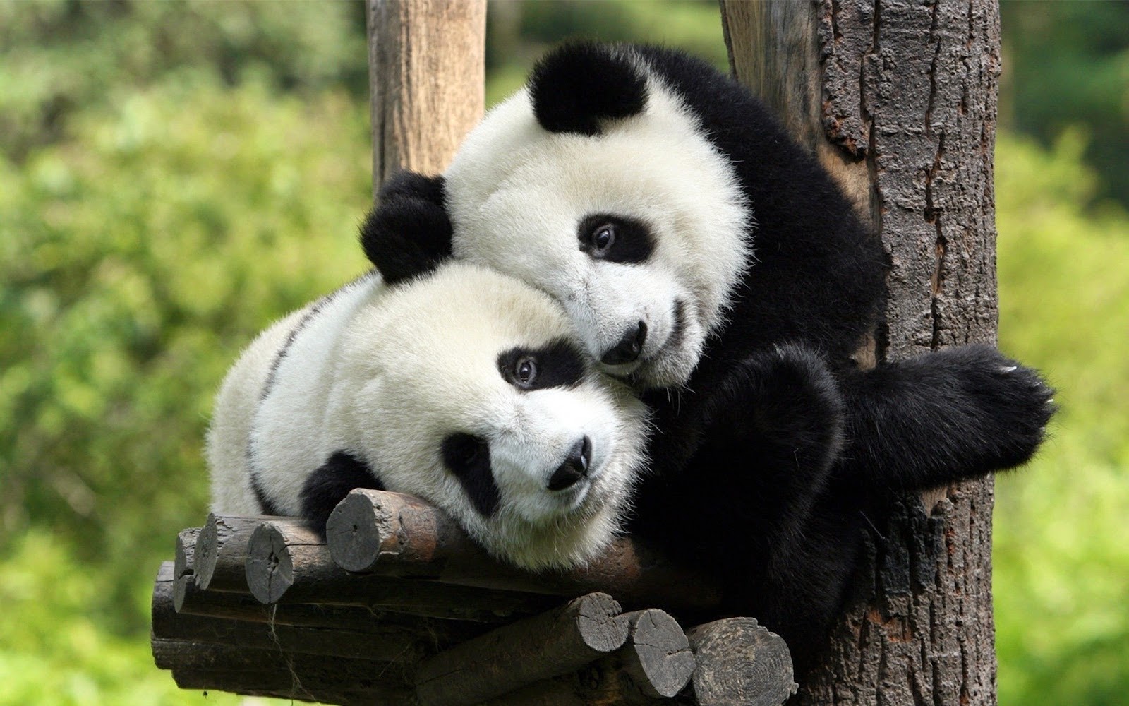 Free download Software Games Wallpapers Books Android smartphone Apps