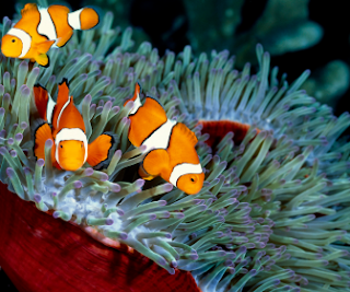 Clownfish