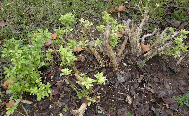 MATA DE EURYOPS DESPUÉS DE LA PODA.