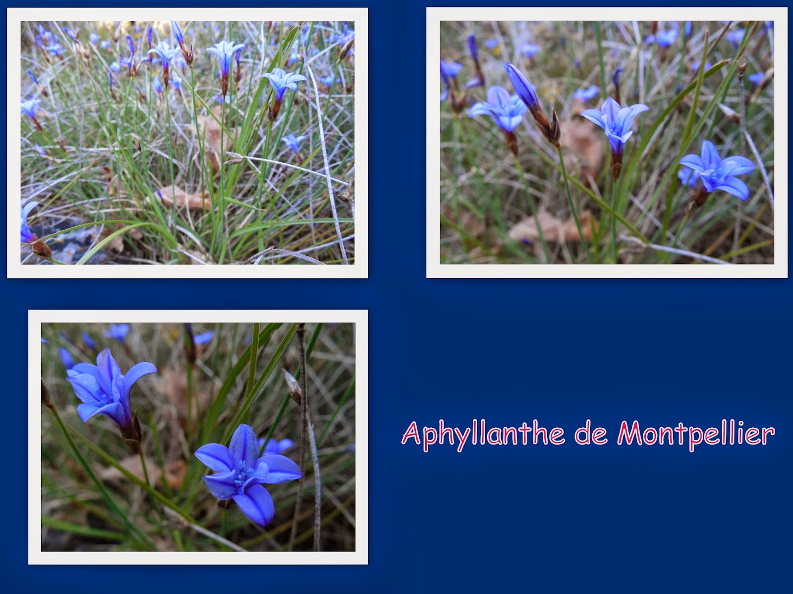 Le Blog De Michele Petales Et Couleurs