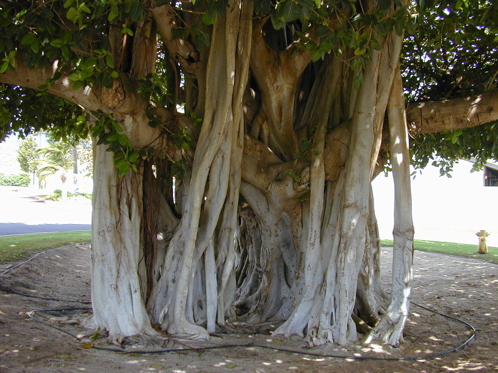 indian banyan tree seeds 1100 seeds Ficus benghalensis 