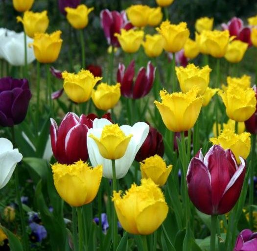 tulip flower tips to remember when planting tulip bulbs tulip flower tips to remember when planting tulip bulbs
