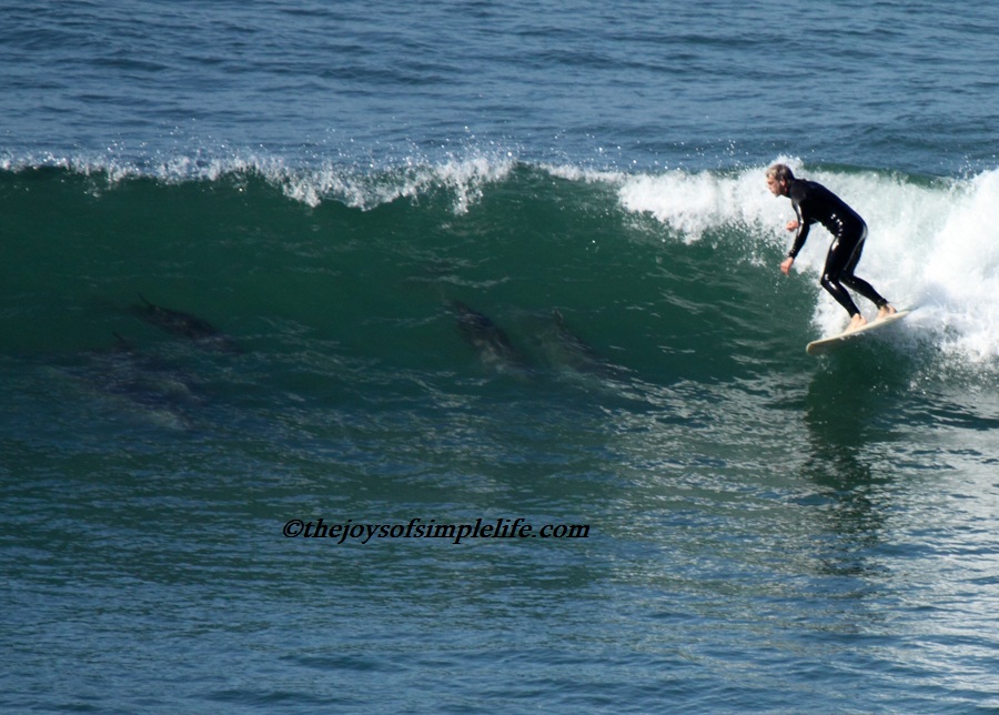 Surfer And Dolphin
