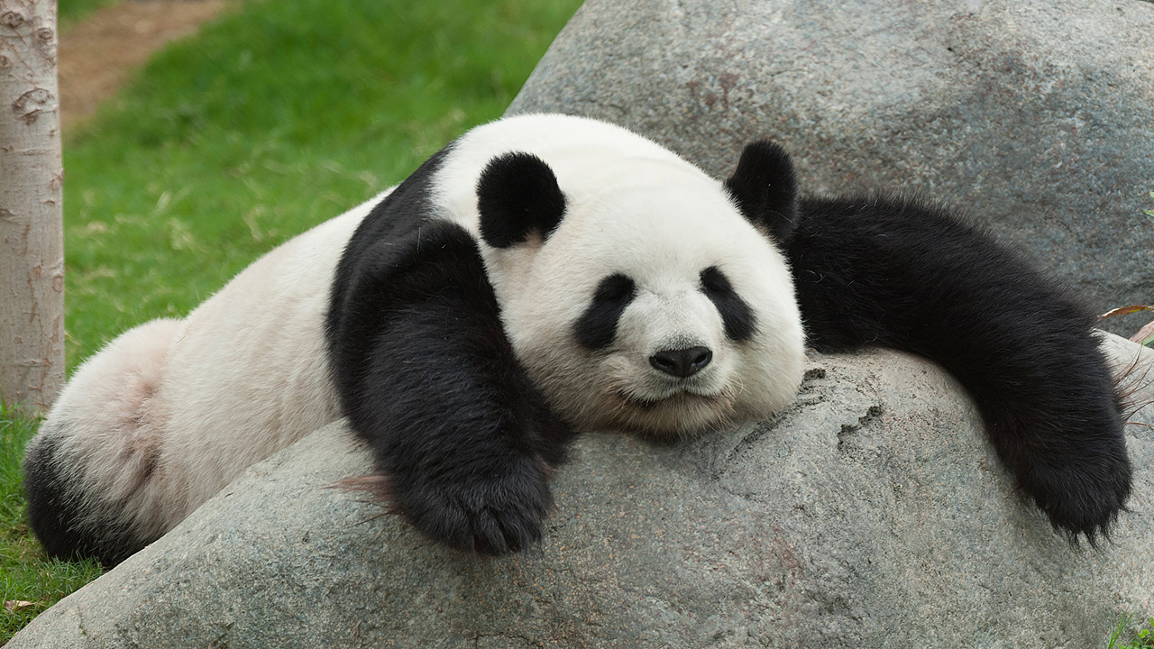 Panda – Konuşan Hayvanlar 96