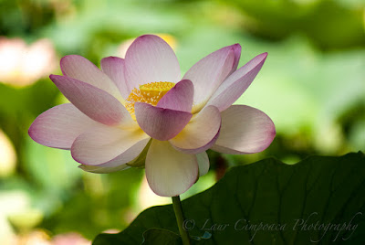 Nelumbo nucifera Floare de Lotus flower Lotosblume λωτόςλουλούδι fiorediloto flordelótus flordeloto lótuszvirág