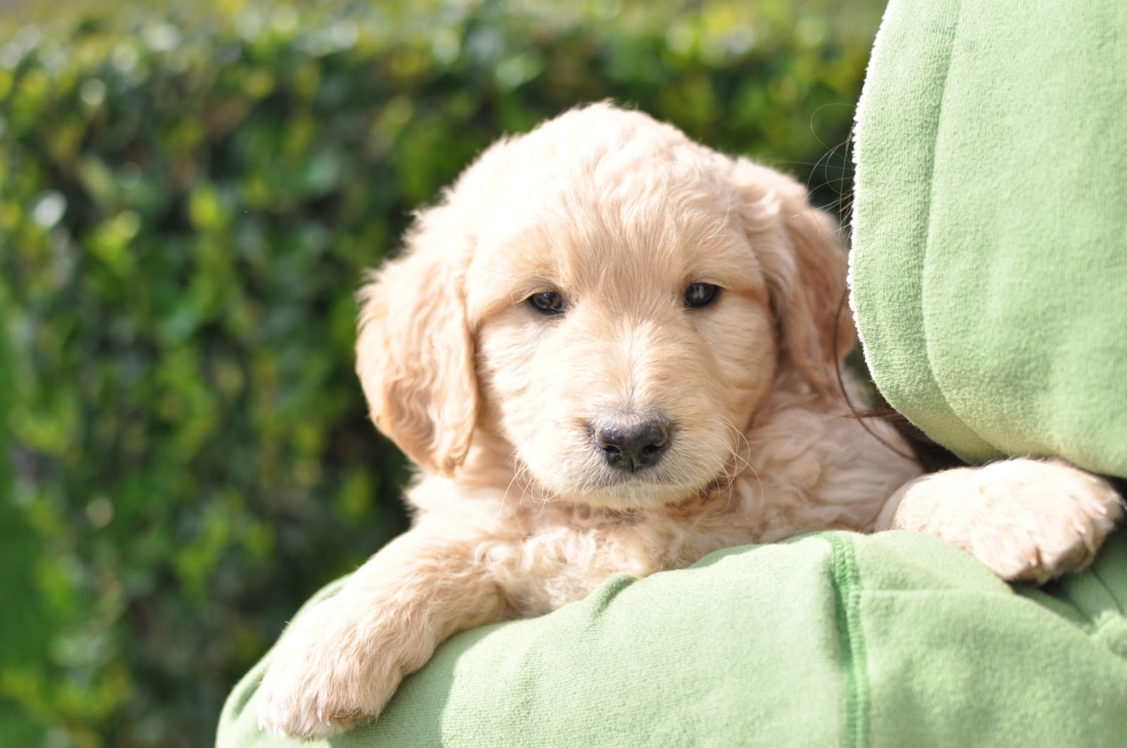 Mini goldendoodle for sale texas