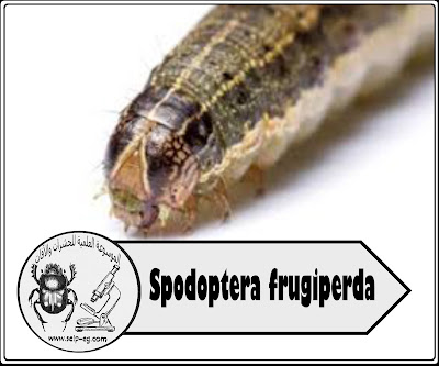 دودة الحشد الخريفية Spodoptera frugiperda تتمير اليرقة بوجود ما يشبه الحرف المقلوب Y ناتيء بمقدمة الرأس لونه أبيض مصفر