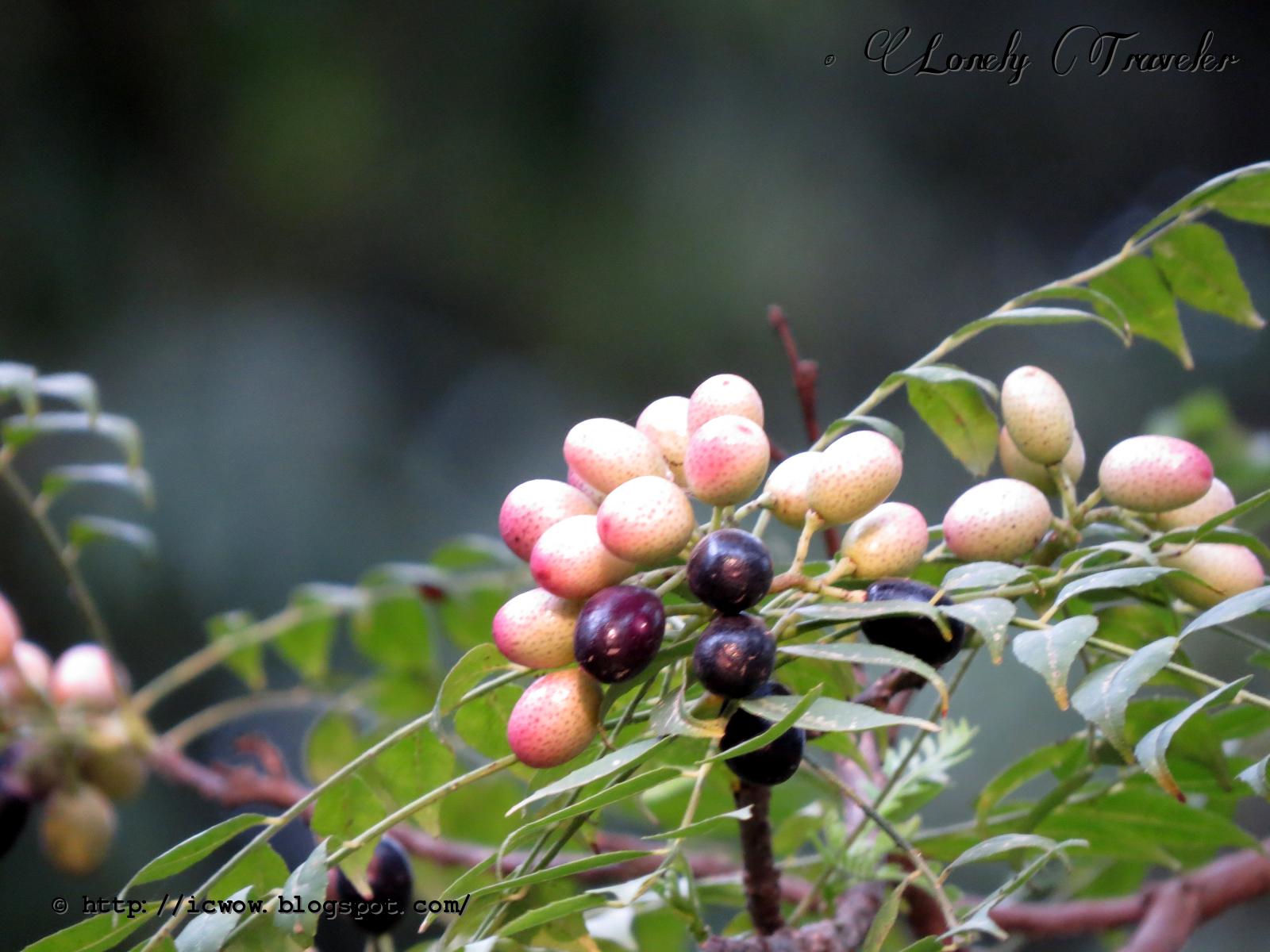Curry leaf plant Murraya koenigii