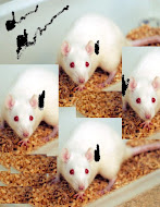 Daño cerebral permanente en ratas : Experimentando con celulares , etc...