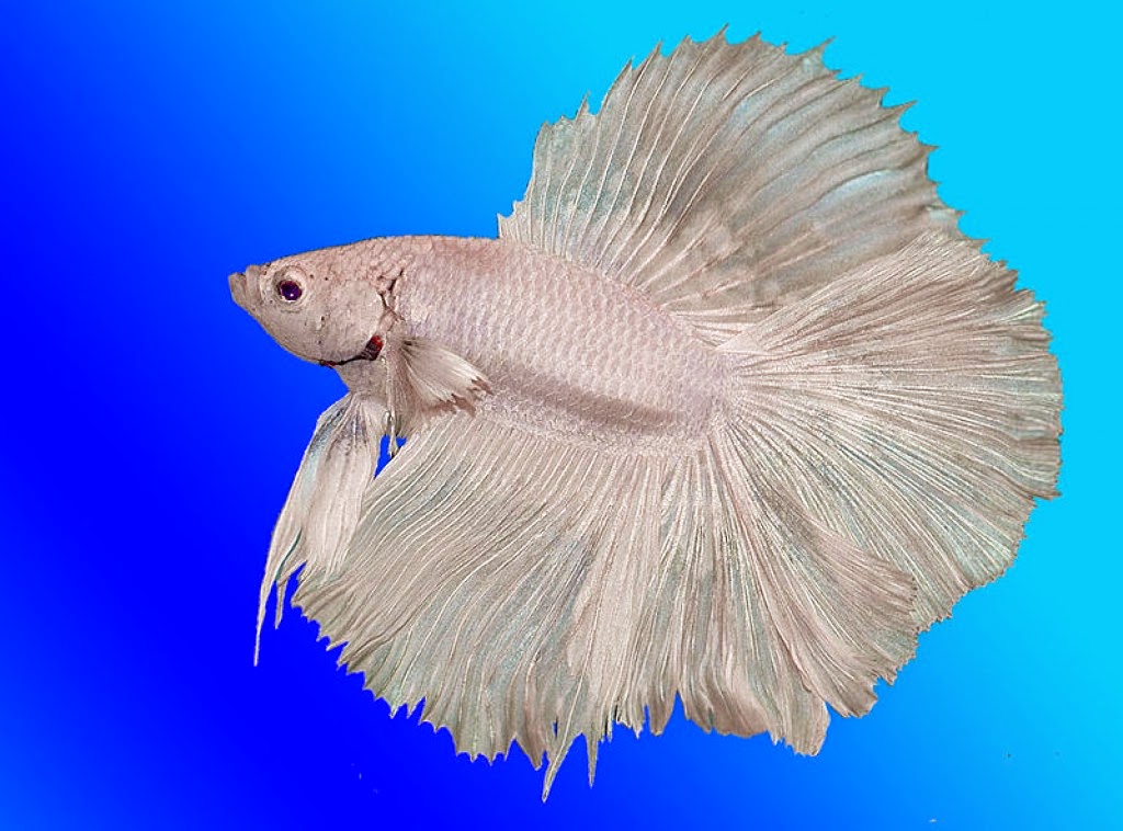 betta fish halfmoon betta