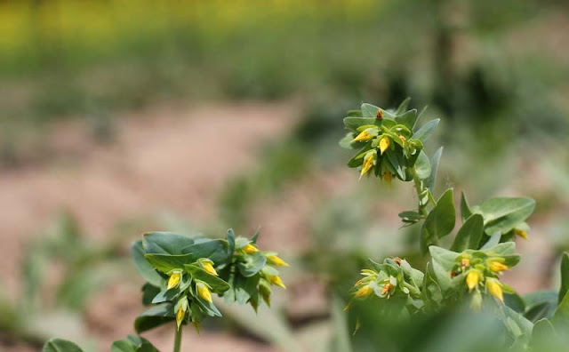 Cerinthe Minor Flowers Pictures