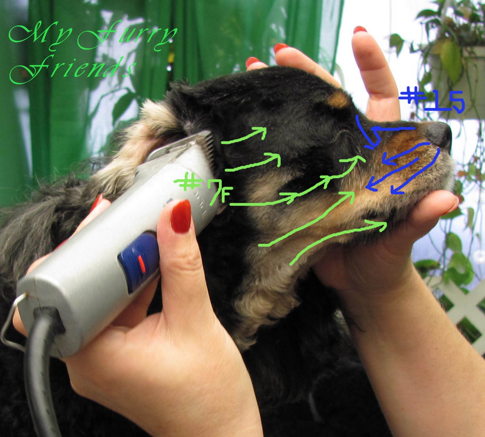attachment combs for dog clippers