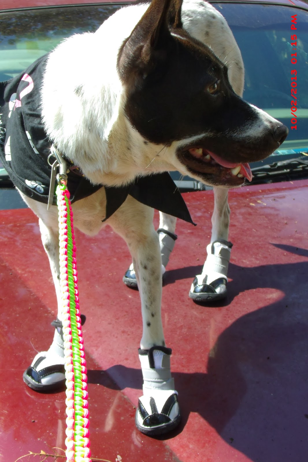 BragginBarks Fantastic Boots for Fantastic K9's