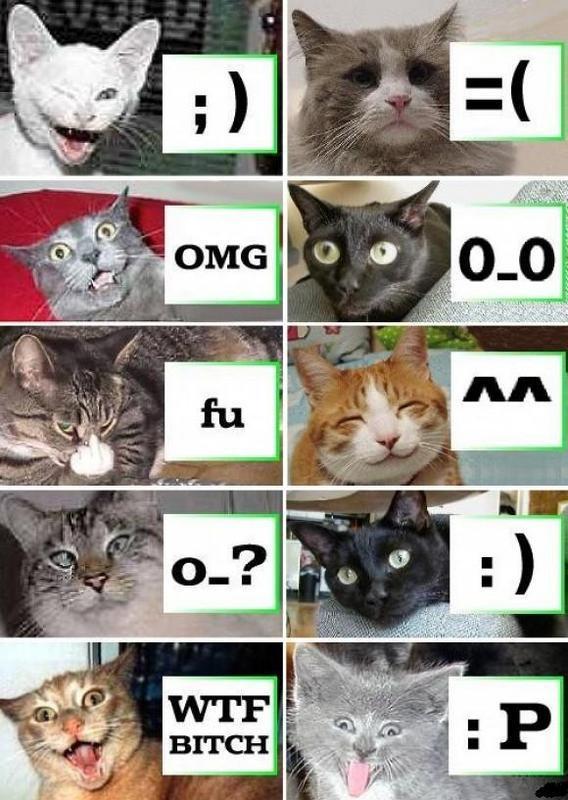 Funniest Cats