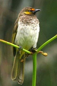Kicau Mania Kissawa Daftar Harga Burung Rengganis Terbaru