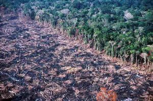 Devastação da floresta amazônica