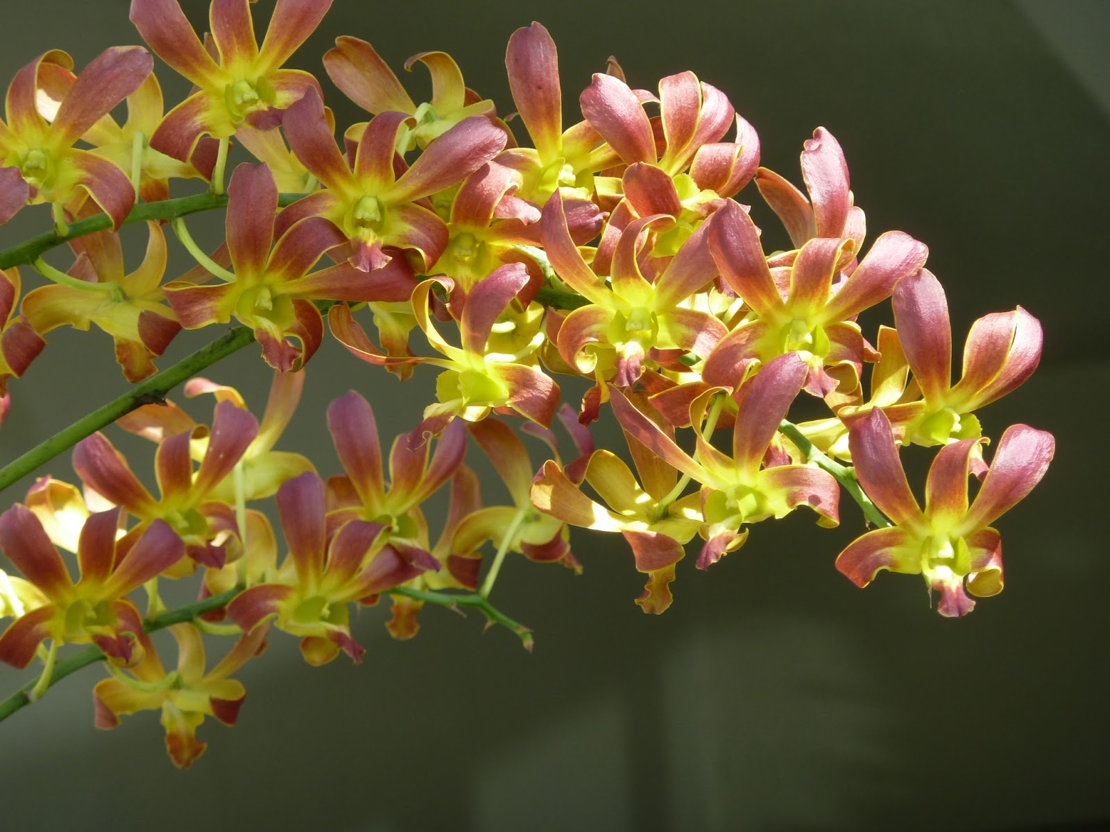 A Thousand Reasons Happy Valentine Saying it with Orchids & “Desired