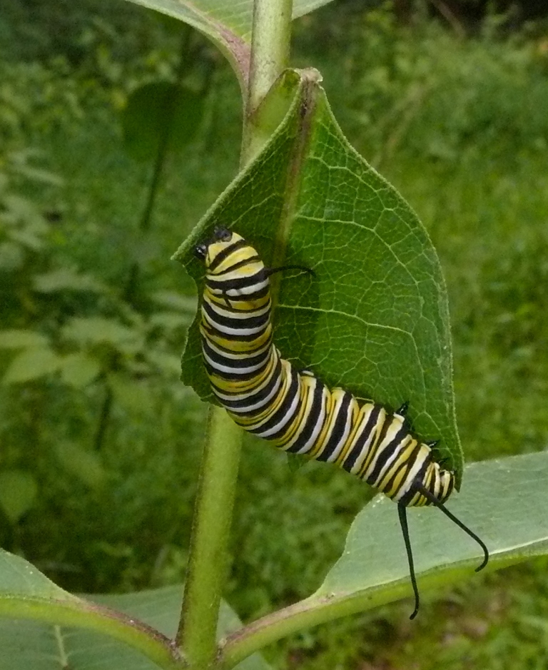 Ohio Birds and Biodiversity Monarch cats