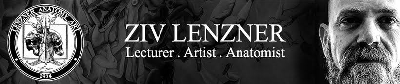 Lenzner Anatomy 