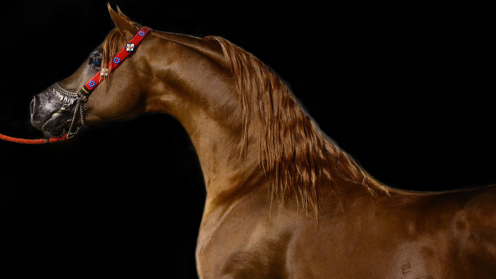 Arabian Horse uhd